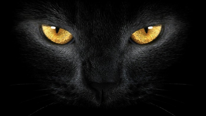 Close-up of a black cat's piercing yellow eyes