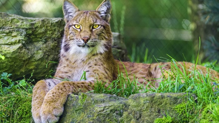 Lynx lying on rocks and grass