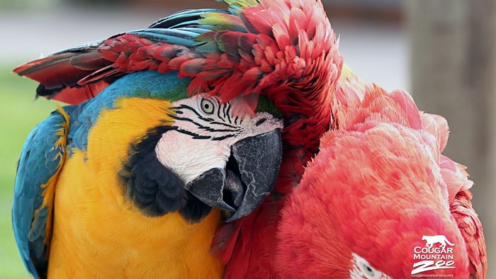 Two Macaws cuddling