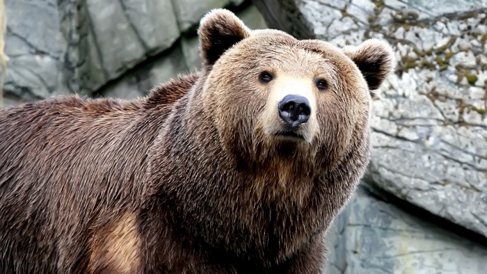 Brown Bear