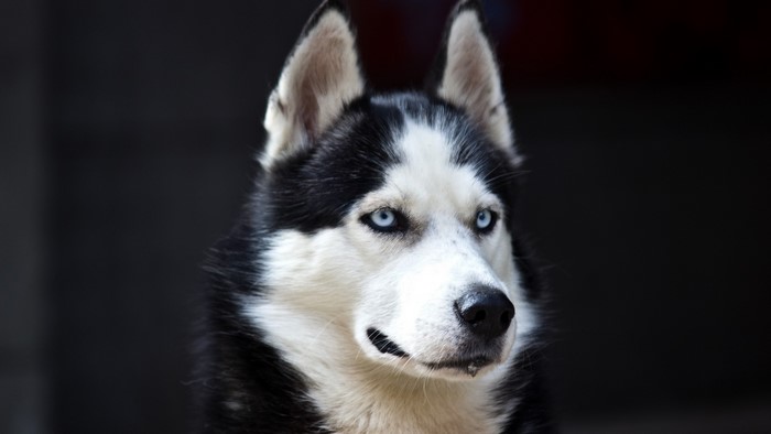 Close-up of a Husky dog's face