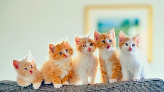 Five Orange and White Kittens Sitting on a Couch
