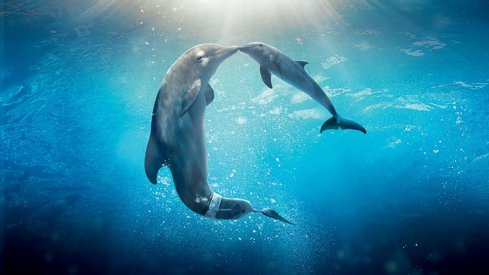 Dolphin Tale 2