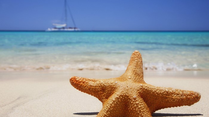 Starfish on a sandy beach with a sailboat in the ocean