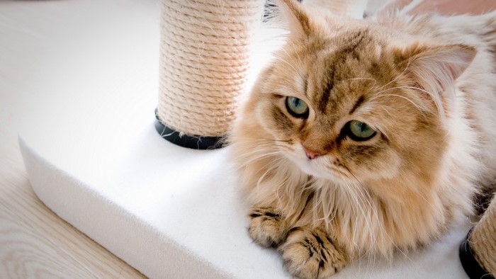 Cute cat on a scratching post