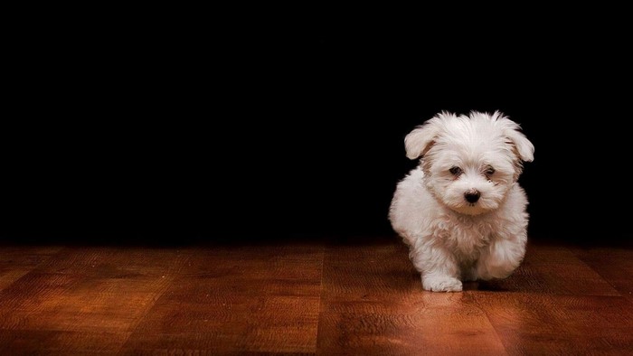 Cute White Puppy on Wooden Floor