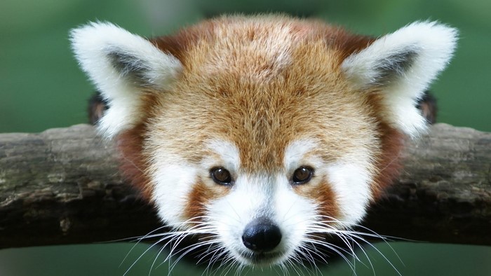 Cute Red Panda on a Branch