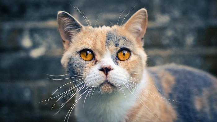 Curious Calico Cat Face