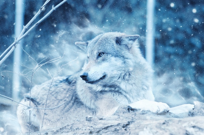 Wolf in a snowy winter forest