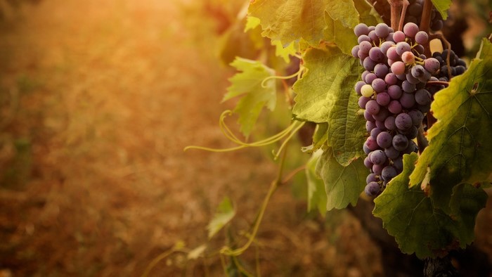 Bunch of Purple Grapes on a Vine