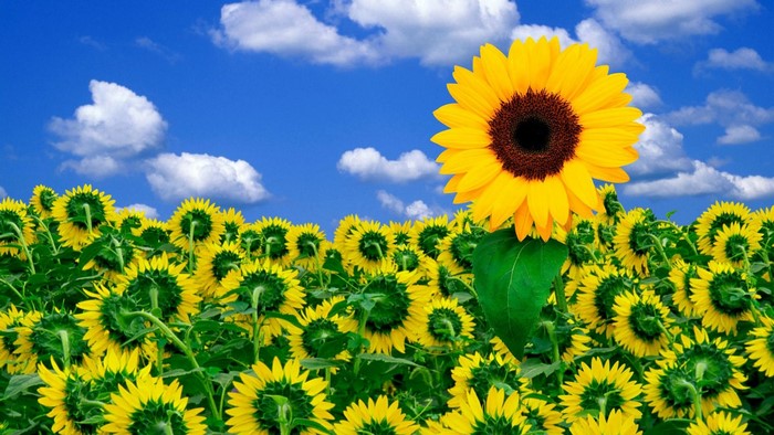 Field of Sunflowers Under a Blue Sky