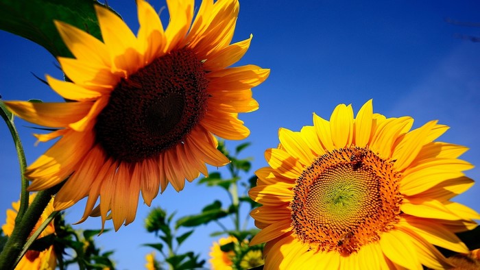 Two sunflowers against a blue sky