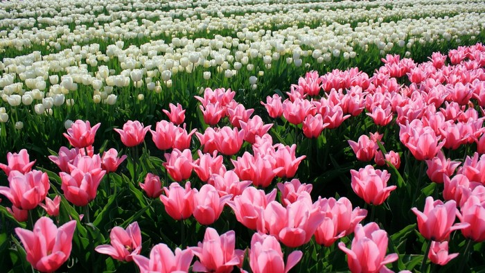 Pink and White Tulips Flower Field