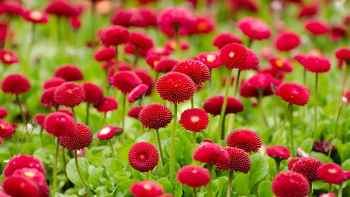 Field of Red Daisy Flowers