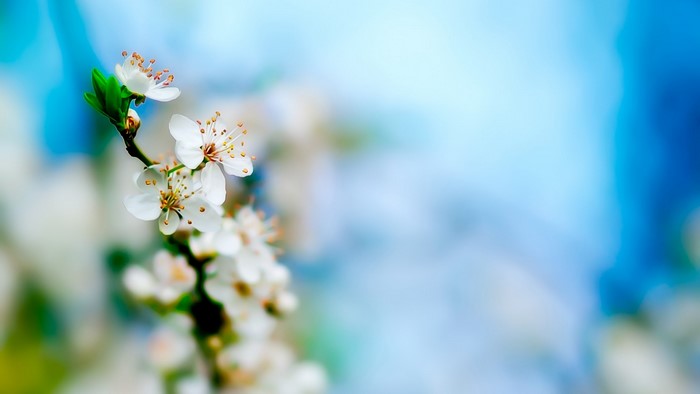 White Apple Tree Blossoms on Branch