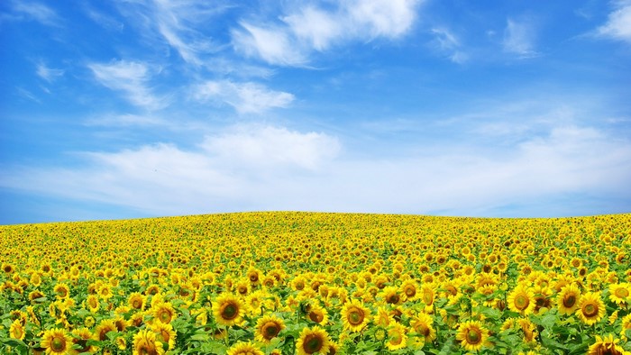 Sunflower Field Under a Blue Sky
