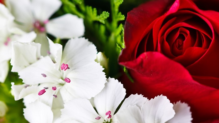 Red Rose and White Flowers
