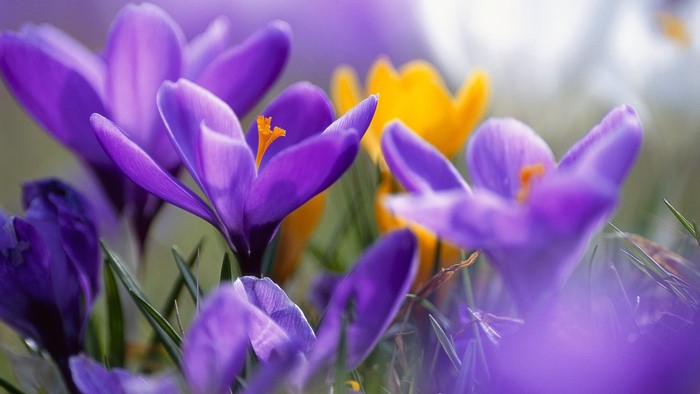 Purple and yellow crocuses in bloom