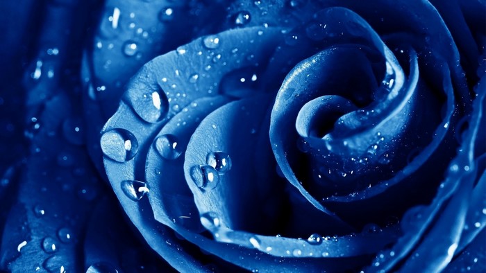 Blue Rose with Water Droplets