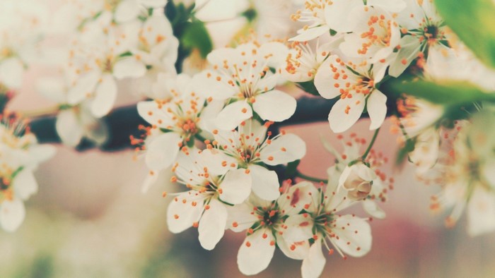 White Cherry Blossoms on Branch