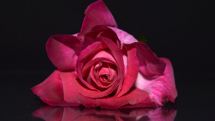 Pink Rose on Black Background
