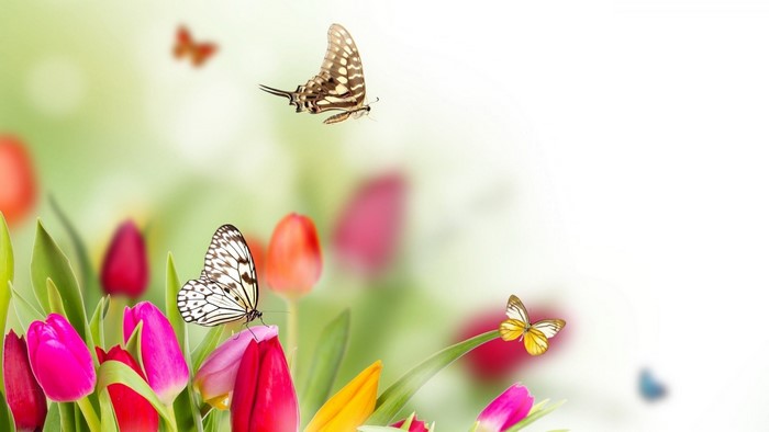 Butterflies and Tulips in a Garden
