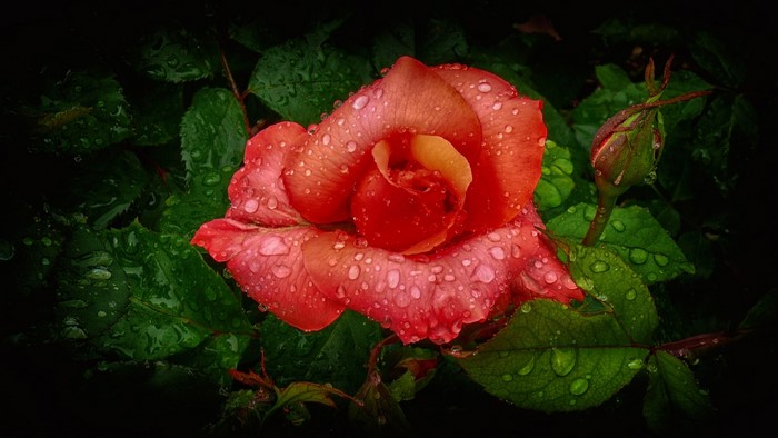 Orange rose with water droplets and bud