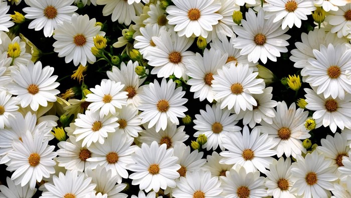 White Daisies with Yellow Centers