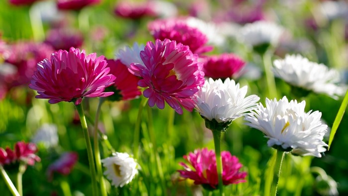 Pink and white daisies in a field