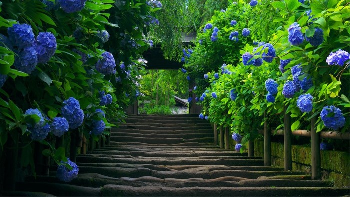 Stone steps lined with blooming blue hydrangeas