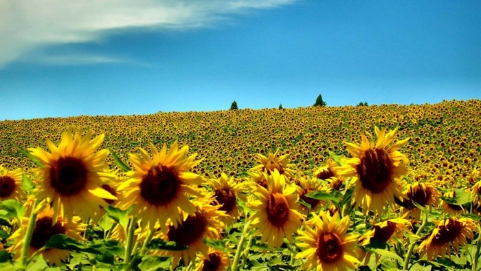 Field of Sunflowers Under a Blue Sky