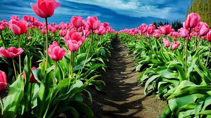 Path through a field of pink tulips