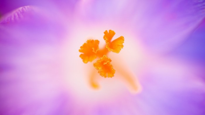 Close-up of a Crocus Heuffelianus flower's stamen