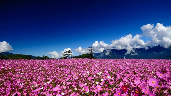 Field of Pink Cosmos Flowers Under Blue Sky