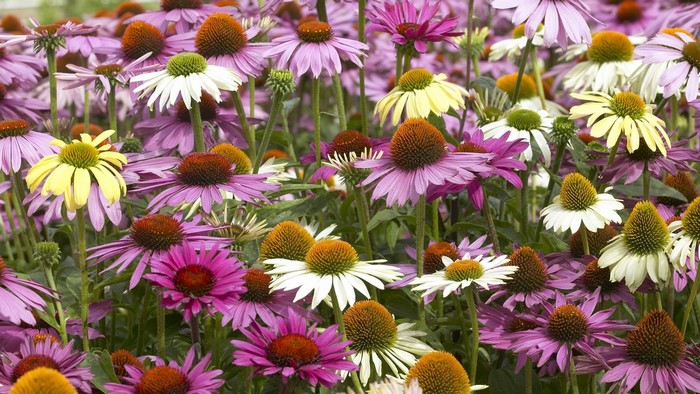 Field of Pink, White, and Yellow Echinacea Flowers