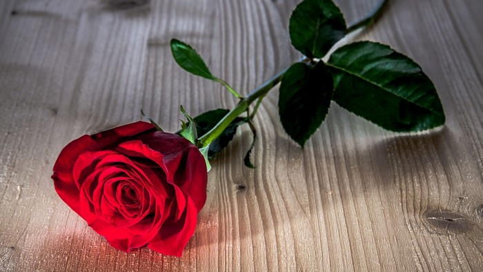 A single red rose on a wooden surface