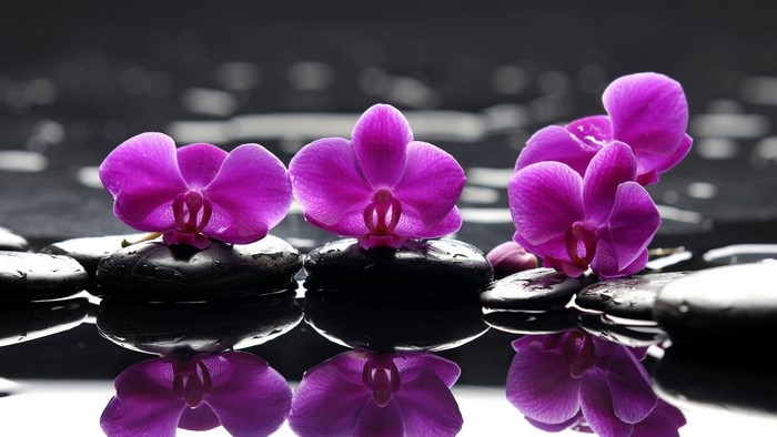 Purple orchids on black stones