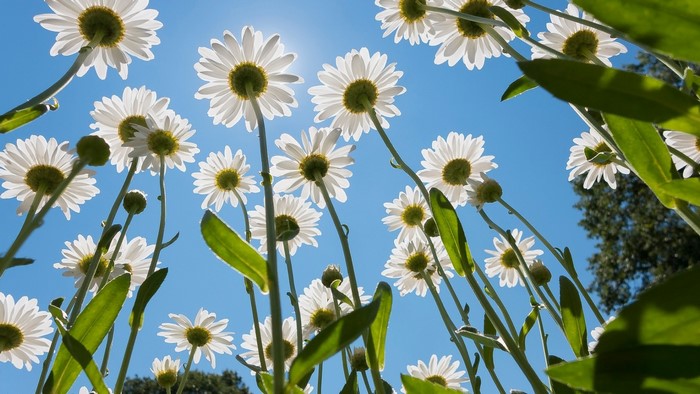 White daisies against a bright blue sky