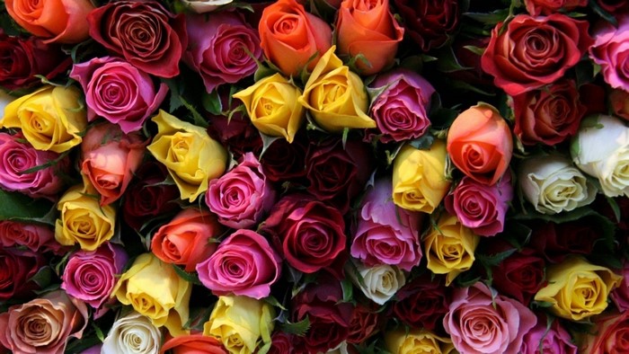 A colorful bouquet of roses