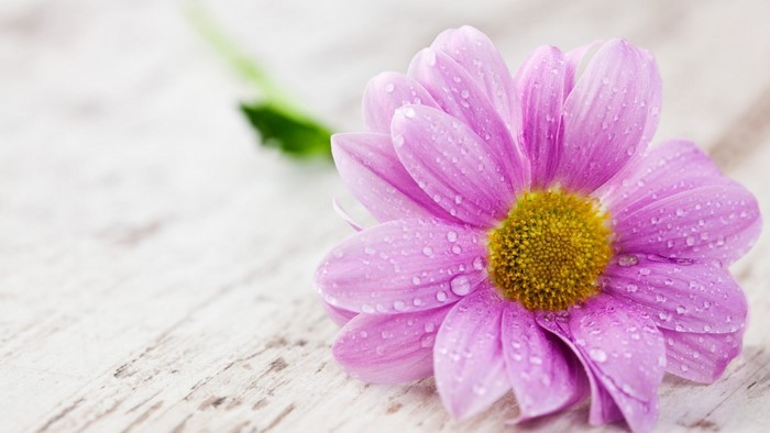 Wet Pink Flower with Yellow Center