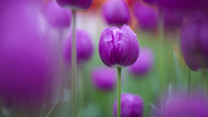 Purple Tulips Field