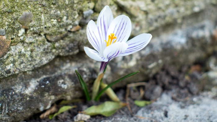 A single white crocus flower with purple stripes emerges from the soil next to a stone wall.