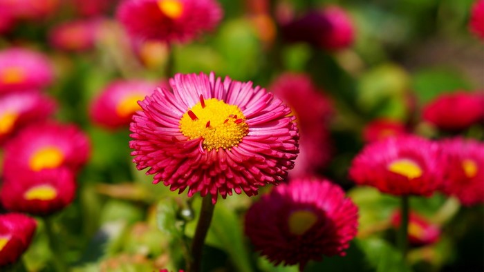 Pink daisies with yellow centers in a garden