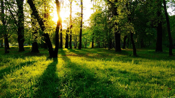 Sunlight filtering through trees in a park