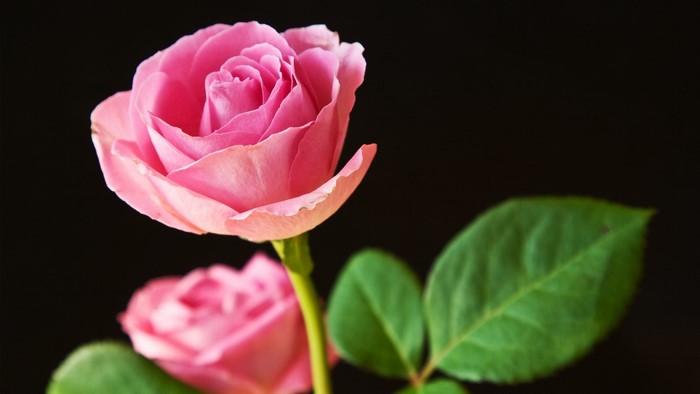 Pink Roses with Green Leaves