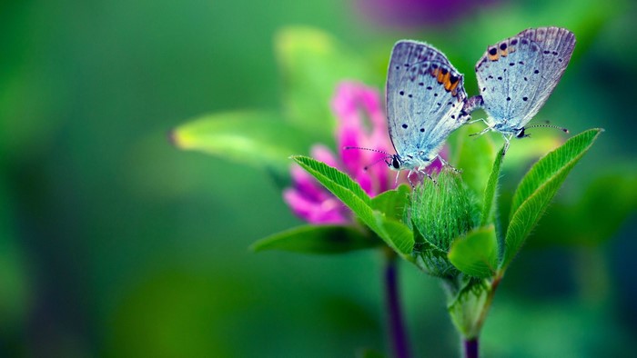 Two blue butterflies on a green plant with pink flowers