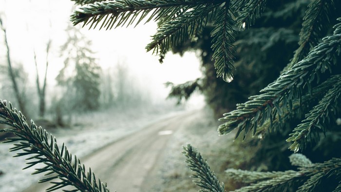 Pine tree branches with frost and water droplets
