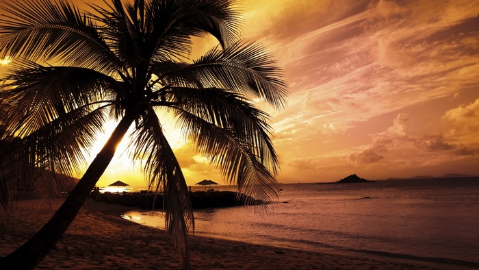 Sunset over the ocean with palm tree