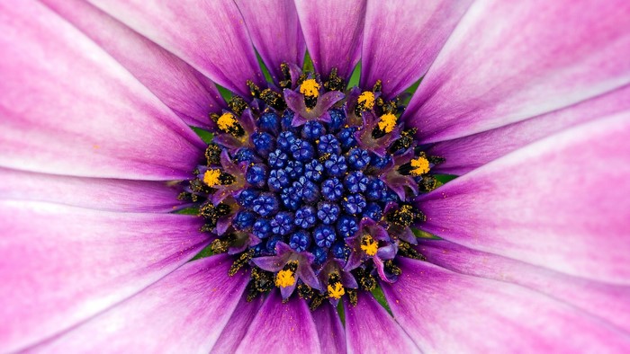 Close-up of a Purple and Blue Flower