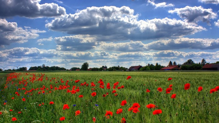 Field of Red Poppies Under a Cloudy Sky